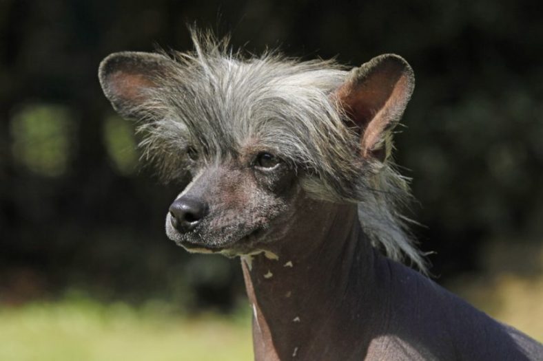 chien chinois à crête