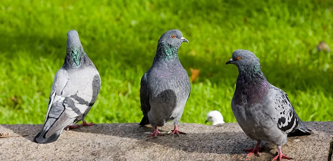 élever dresser colombe pigeon