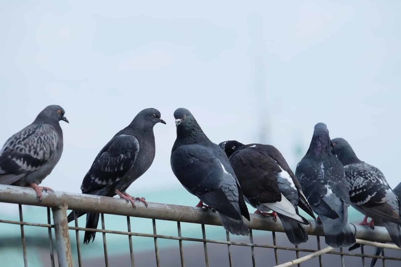 pigeons et colombes