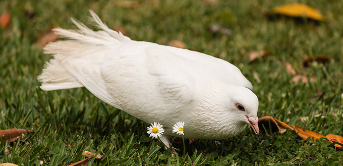 pourquoi acheter un pigeon ou une colombe