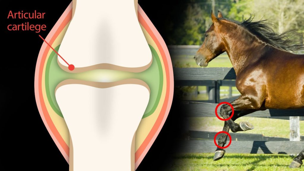 glucosamine pour chevaux