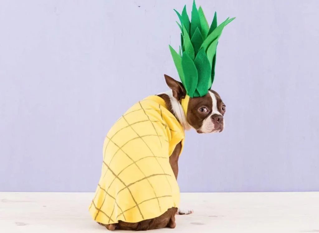 Est-ce que je peux donner de l'ananas à mon chien ?
