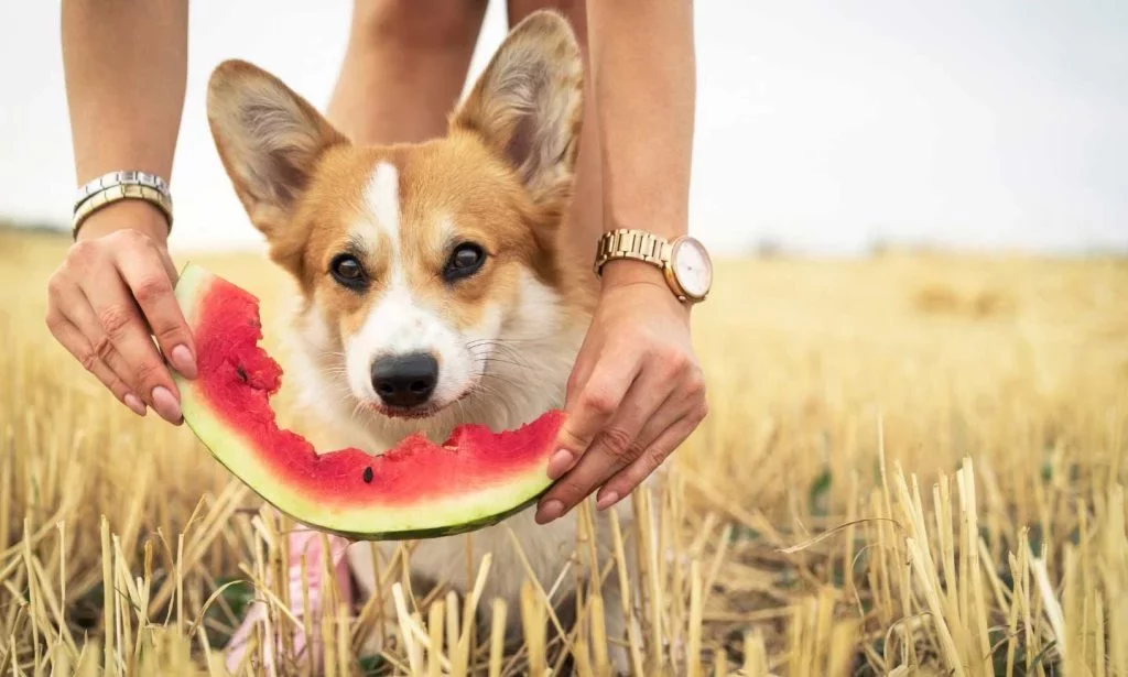 je peux donner de la pastèque à mon chien ?