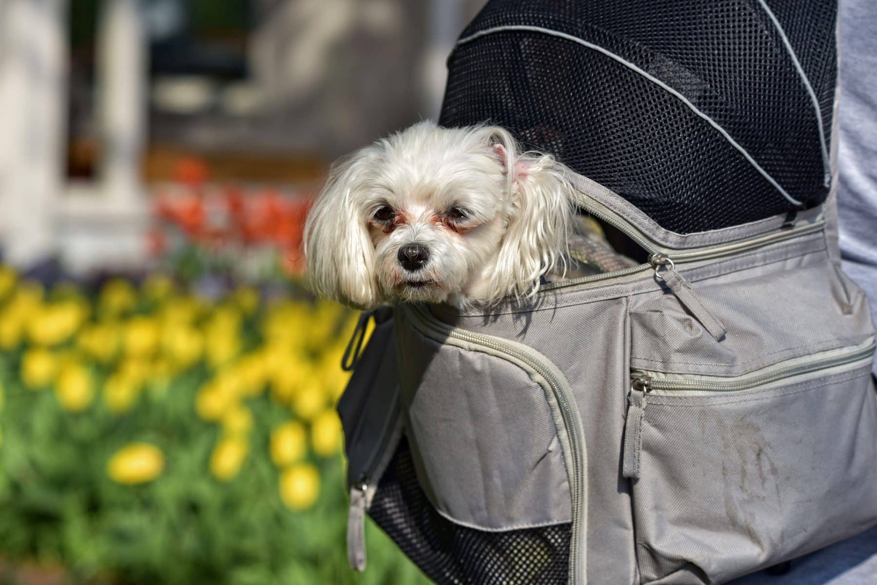 meilleure sac à dos chien