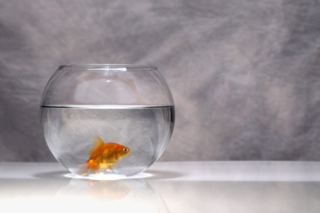 Comment Changer Leau Dun Aquarium Poisson Rouge