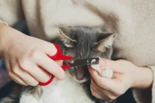 Comment couper les griffes d'un chat ?