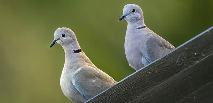 différence entre pigeon et colombe