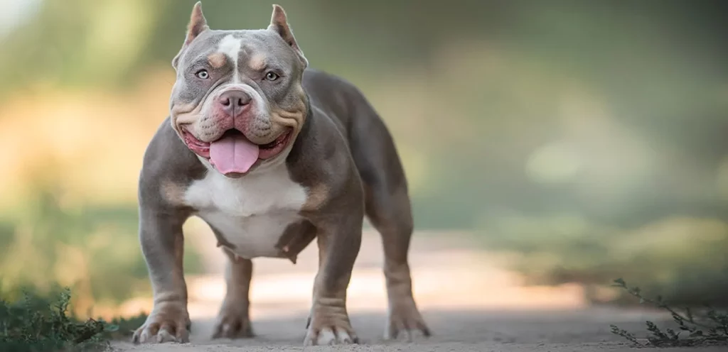 eduquer american bully