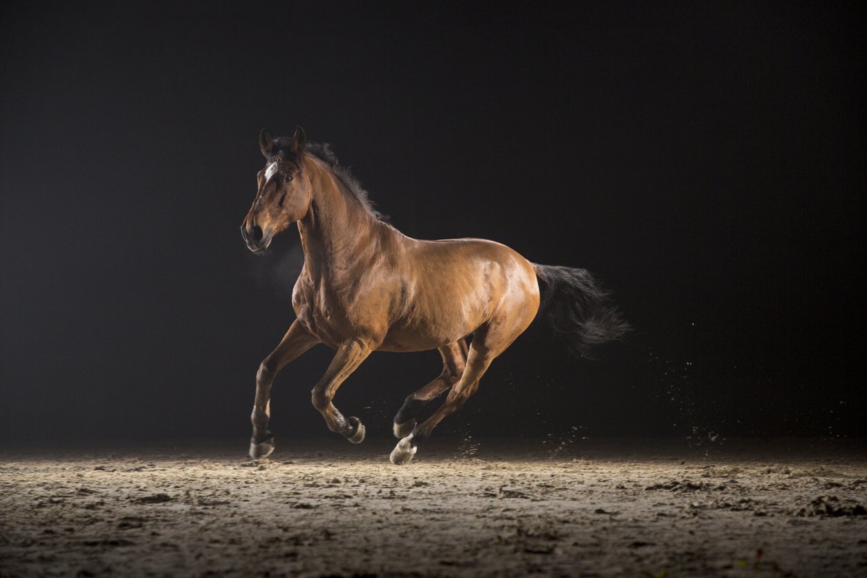 À quelle vitesse un cheval peut-il courir ? (vitesse maximale et moyenne)