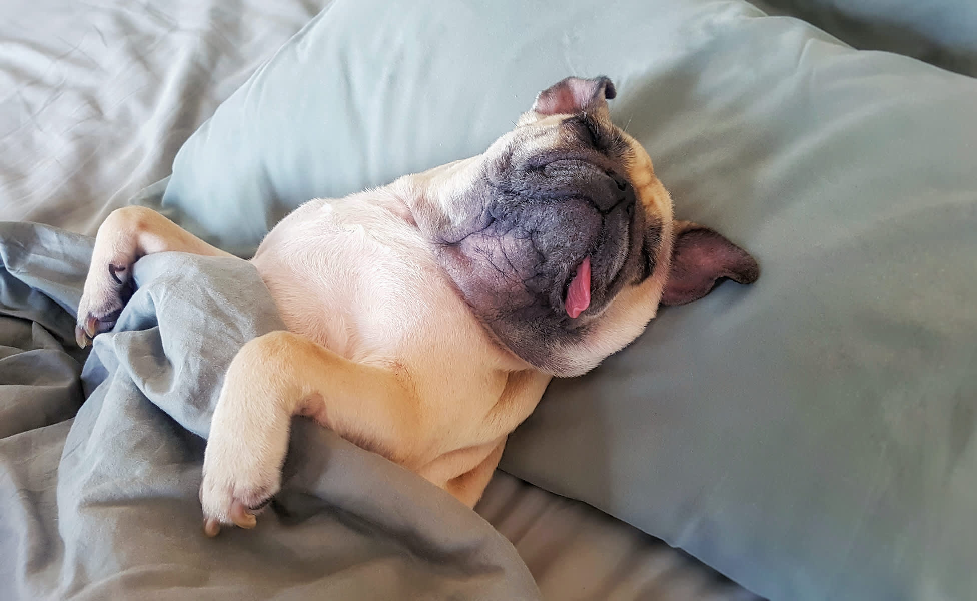 Combien d heure par jour dort un chien ? [GUIDE]