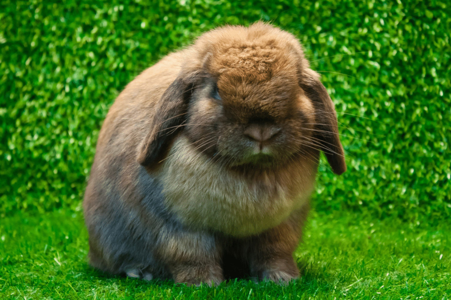 Lapin Mini Lop Prix, taille et caractère [GUIDE]