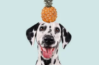 un chien peut-il manger de l'ananas