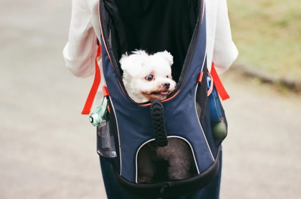 meilleur sac transport chien