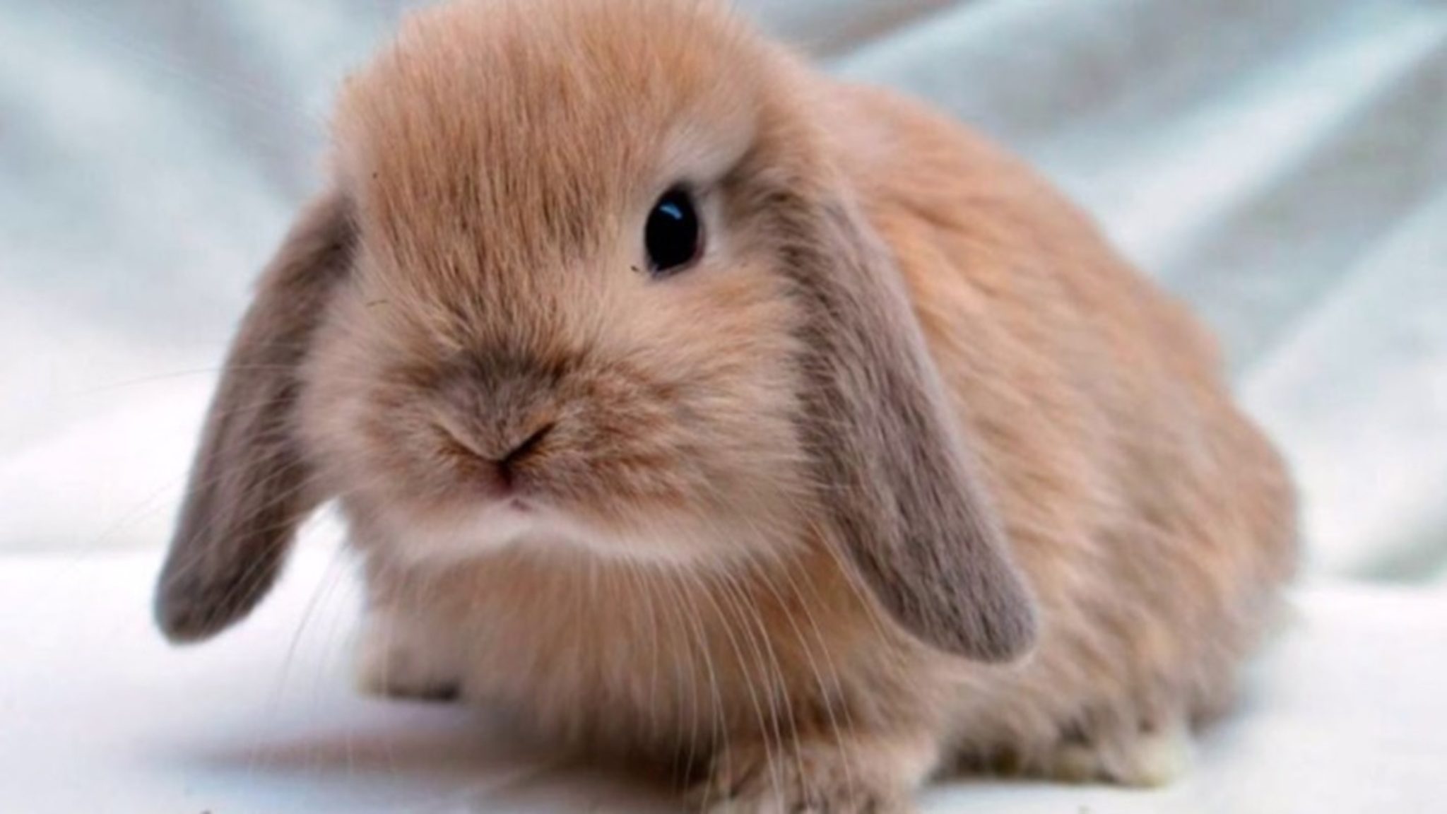 Lapin Mini Lop Prix, taille et caractère [GUIDE]