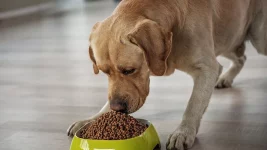 Quels sont les nutriments essentiels pour votre chien ?