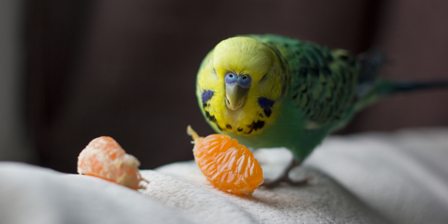 perruche mangeant un fruit