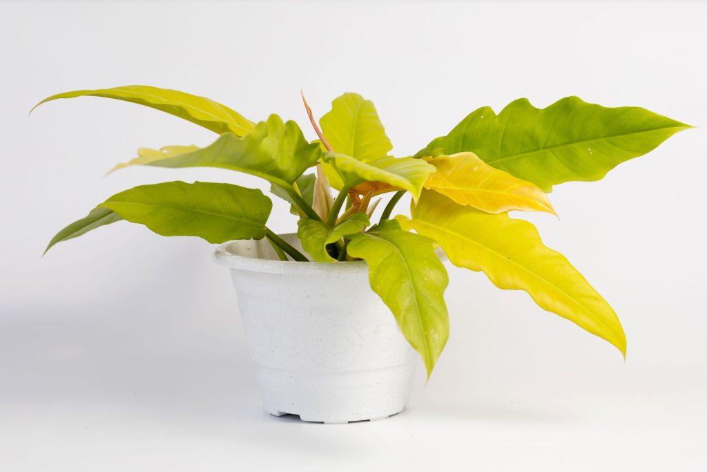 Plante d'intérieur Philodendron : Types, cultiver, soigner et planter