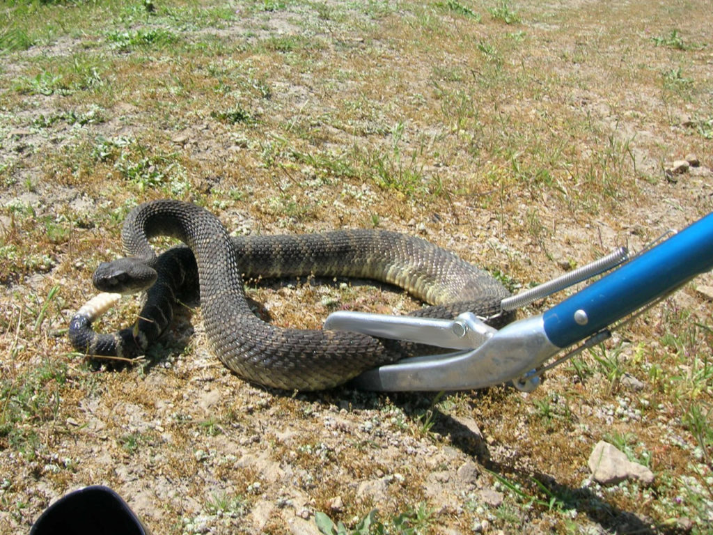 comment attraper un serpent dans son jardin
