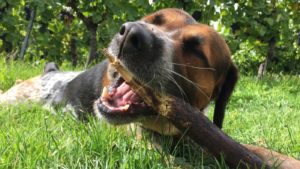Pourquoi les chiens mangent du bois