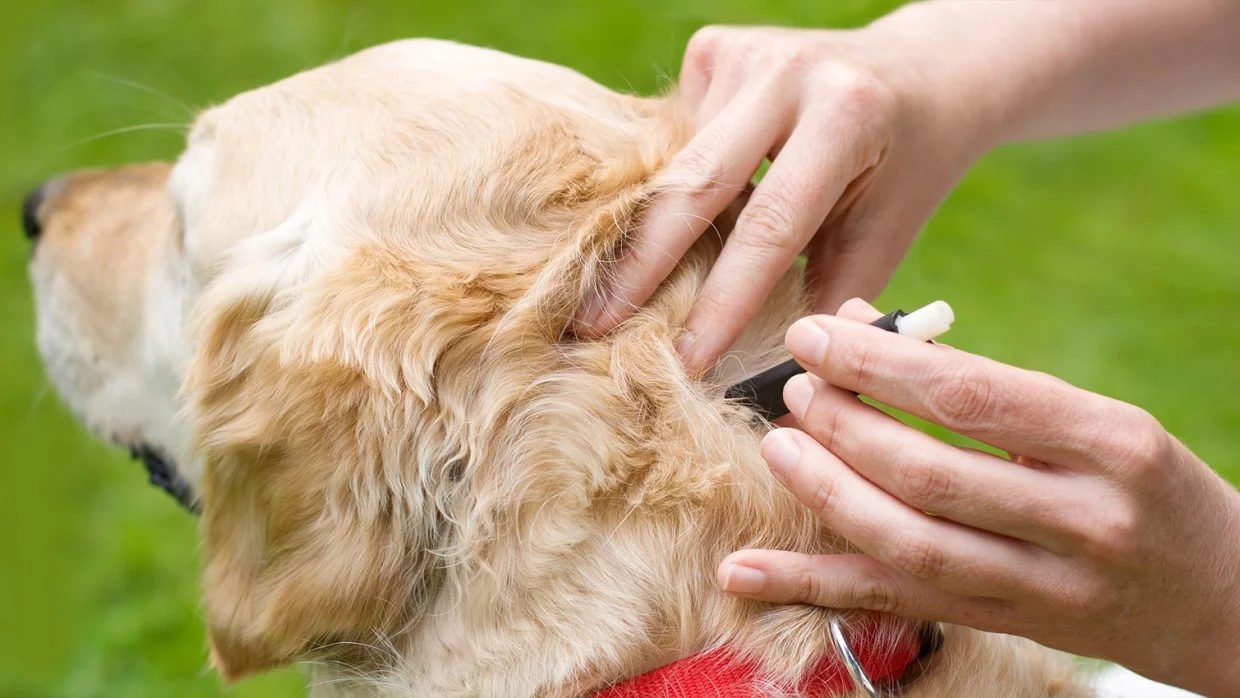 Comment préserver votre chien des puces ?
