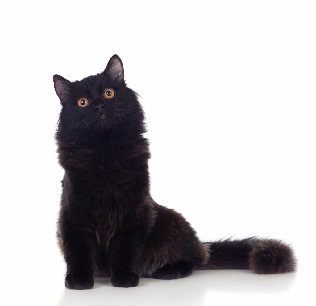 race chat noir persan