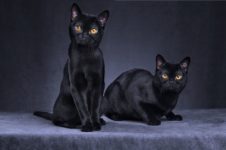 races de chats noirs