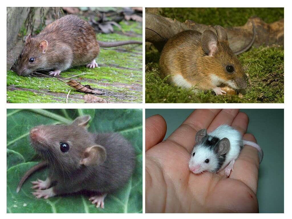 rat ou souris comment savoir