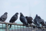 Colombes et pigeons : Guide pour les élever comme animaux de compagnie
