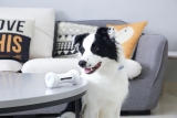 Wickedbone : L’os intelligent et jouet connecté pour chien