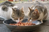 Les chats doivent-ils partager leur gamelle de nourriture ?