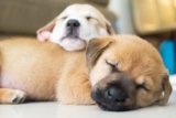 Combien d’heure par jour dort un chien ?