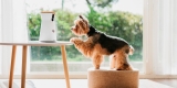 Furbo dog camera : Bien plus qu’un distributeur de friandise pour chien !