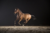 Comprendre la Glucosamine pour votre cheval [Guide complet]
