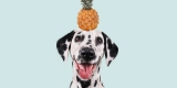 Les chiens peuvent-ils manger de l’ananas ? Oui, voici pourquoi !