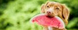 Les chiens peuvent-ils manger de la pastèque ? Oui, mais sans les pépins !