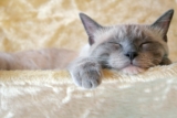 10 raisons pour lesquelles votre chat dort beaucoup