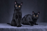 Liste des races de chats noirs [avec photos]