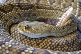 Les serpents accouchent-ils par la bouche ?